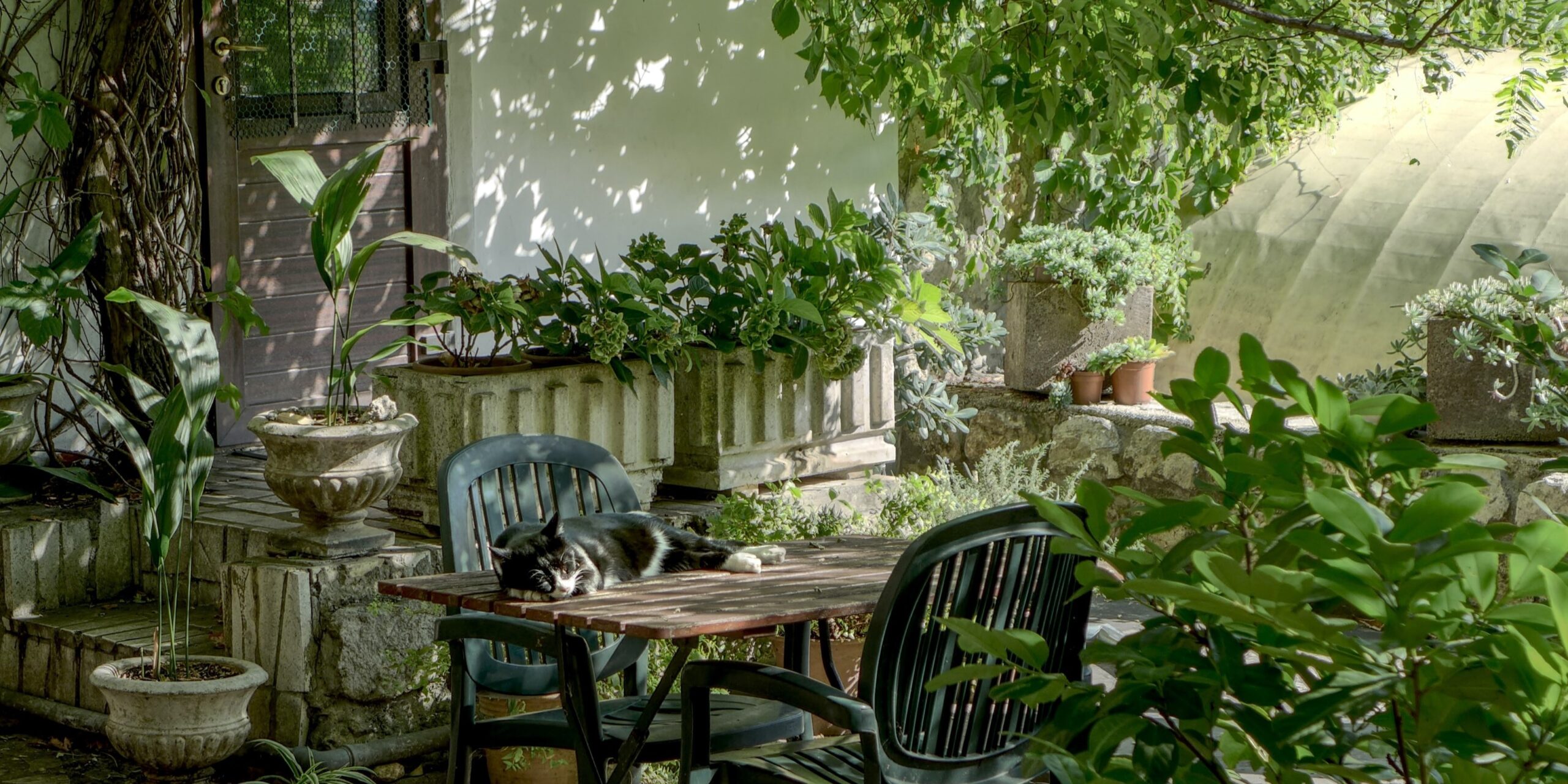 Easy Container Beautiful Garden Patio with napping cat